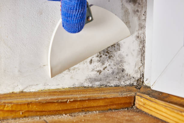 Best Forensic Mold Investigation  in East Village, CT