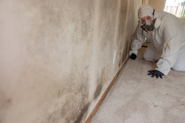 East Village, CT Mold Removal Company